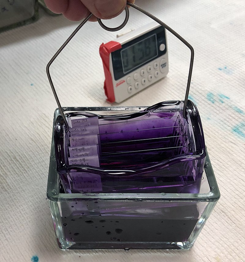 H&E stain