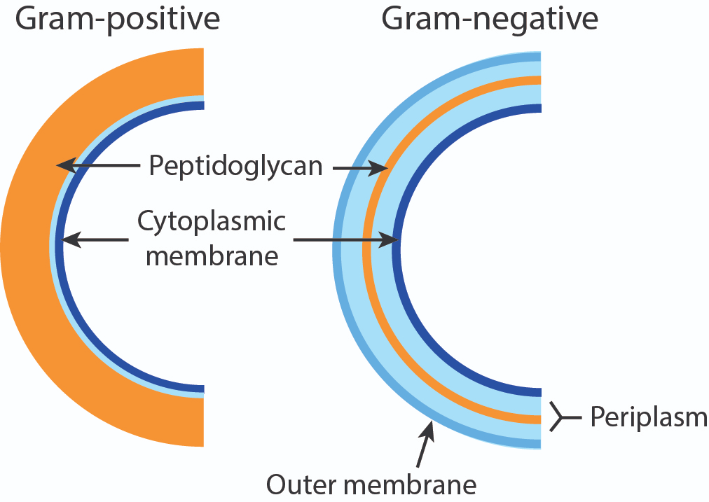 Bacterial cell wall