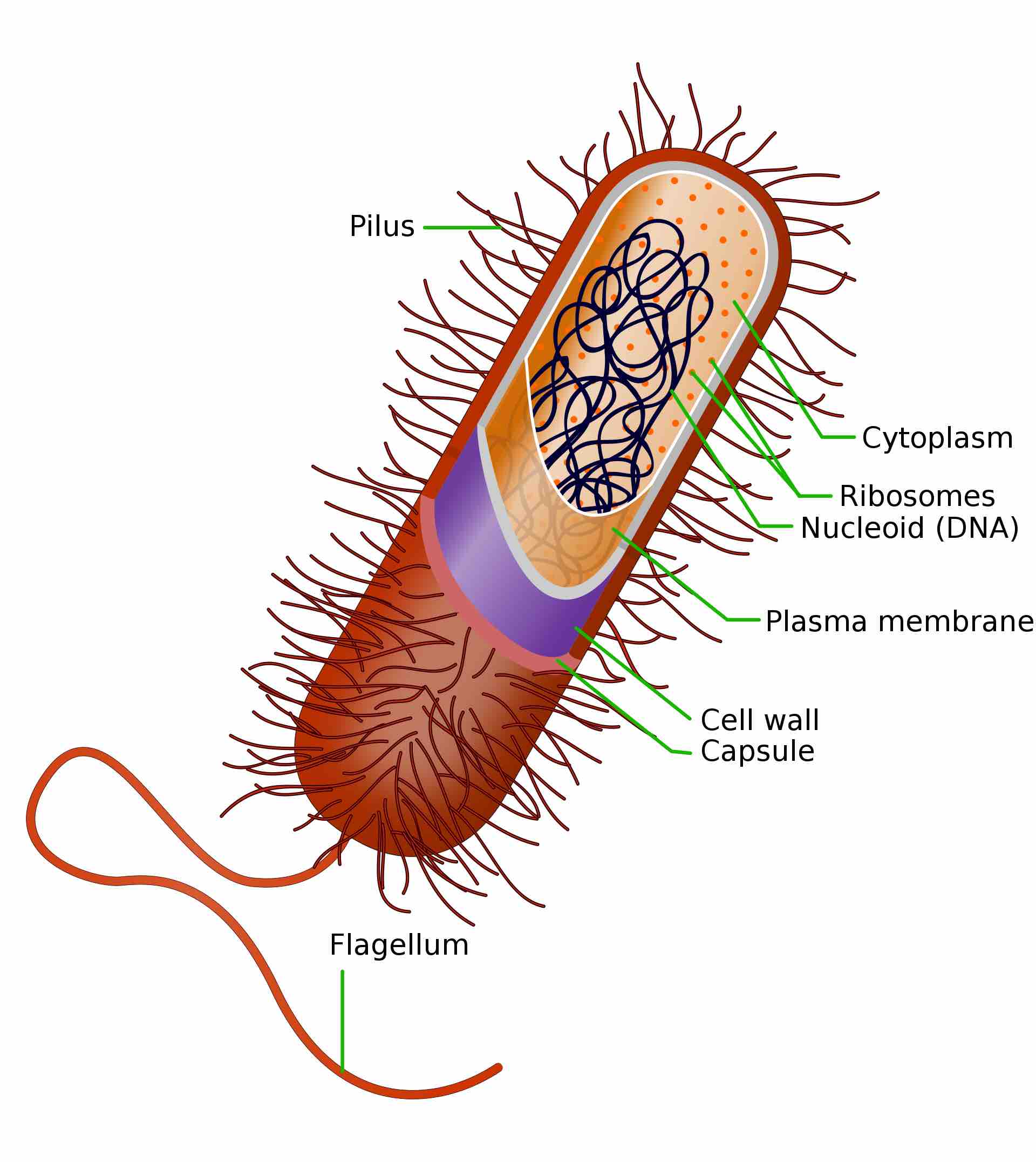 A diagram of a typical prokaryotic bacteria cell.(Essential Bacteriology Terminology)