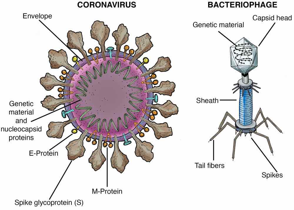 Common Terms in Virology